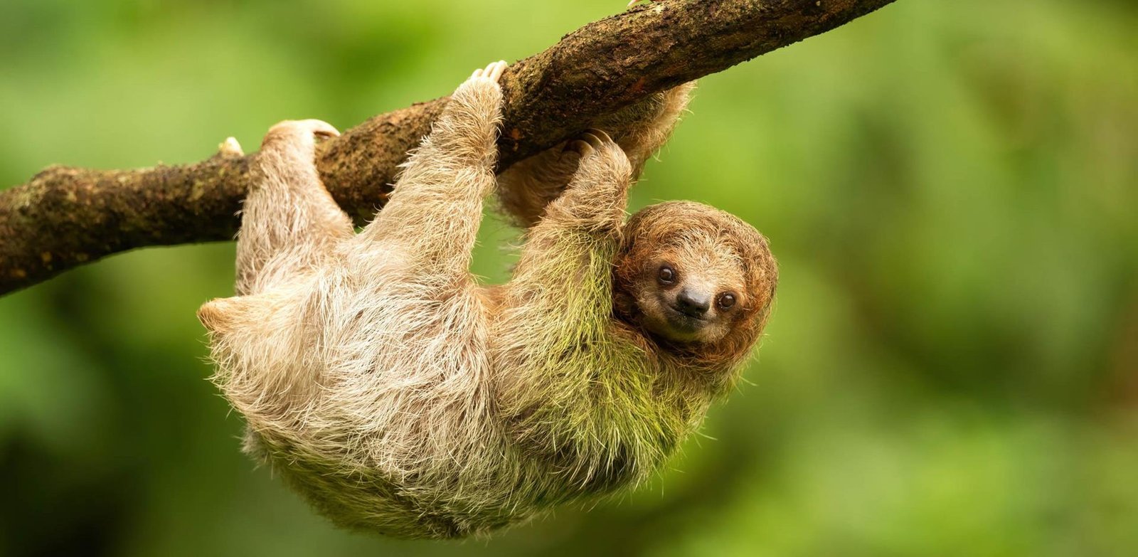 LATIN AMERICA Sloth shutterstock_2193660685
