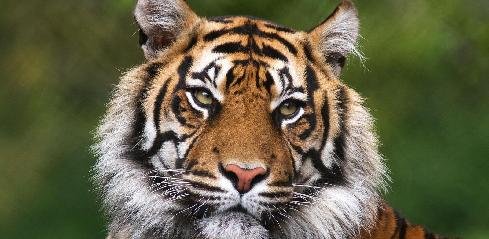 India Safari and Wildlife_0012_India-Bengal-Tiger-shutterstock_112379906